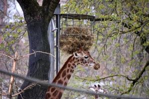 20210406 Zoo Frankfurt 006